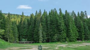 Render o imagen n&uacute;mero  2